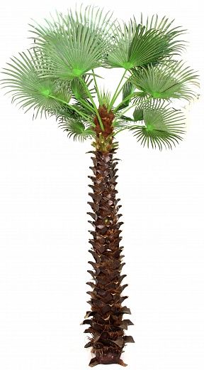 Washingtonia Jelong