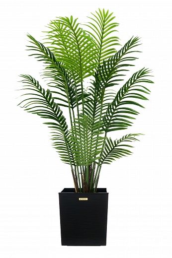 Madia date palm cachepot Dekollete Clasico 30