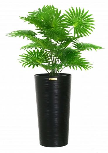 Palm Washingtonia Vittoria cachepot Dekollete Serso 46