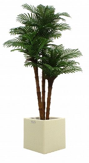 Date palm Atwood cachepot Dekollete Rattan Cube 32