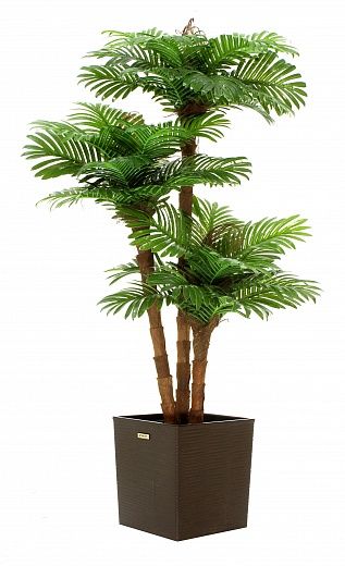 Date palm Avalon cachepot Dekollete Clasico 30