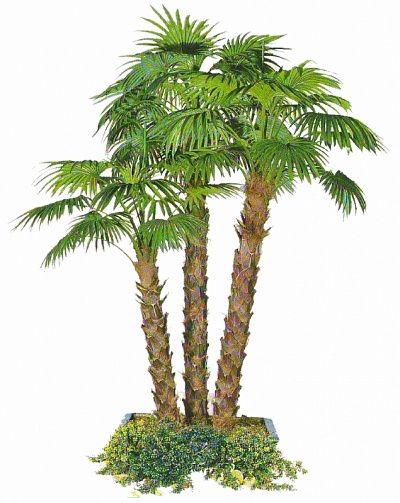 Valko Island fan palm