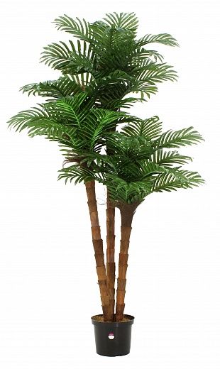 Date palm Atwood