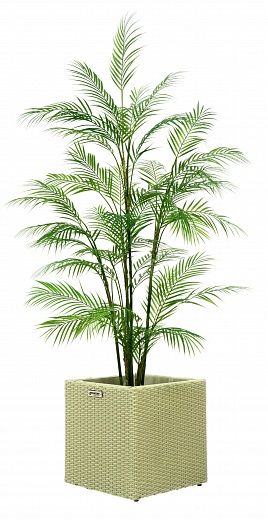 Elbay date palm Elbay date palm 160 Dekollete Rattan Cone 50