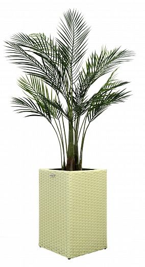 Date Palm Kariba Cachepot Dekollete Rattan Cube 50