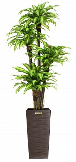 Dracaena Buscher Cachepot Dekollete Kuno 57