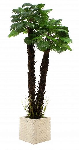 Palm Washingtonia malida cachepot Dekollete Gurido 30 color