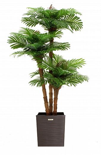 Date palm Avalon cachepot Dekollete Clasico 30