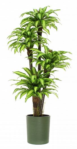 Dracaena Buscher Cachepot Dekollete Clasico 30 Eco