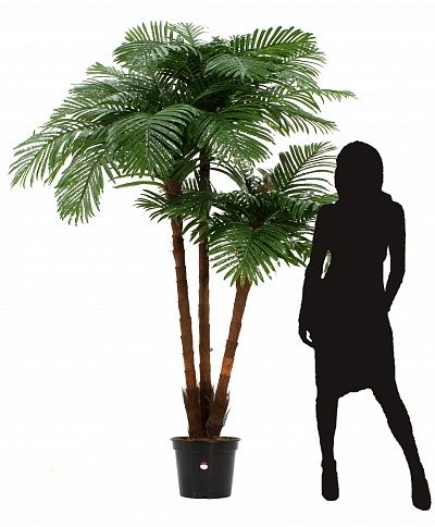 Date palm Tuli XL