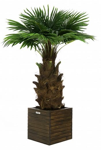 Washingtonia Hanan Cachepot Dekollete Roca Cube 40