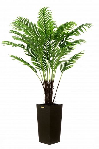 Date palm Bizerte cachepot Dekollete Kuno 46 available to order 1 piece