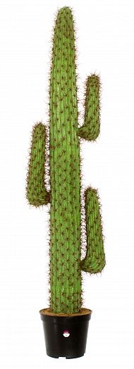 Cactus Mexico Tato