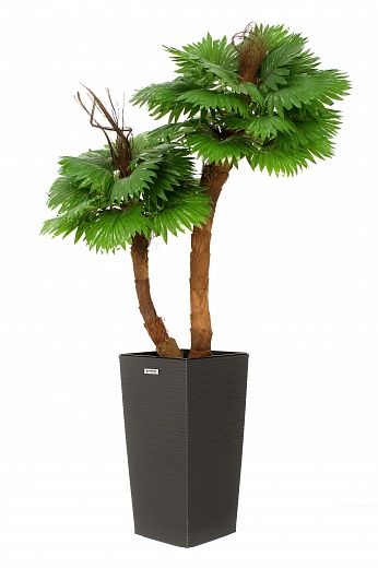 Palm Washingtonia Avassa cachepot Dekollete Kuno 46 Eco