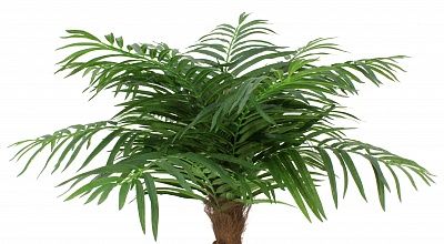 Tuli date palm Q