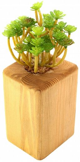 Stonecrop Laura cachepot Dekollete Wood 15