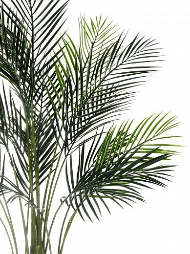 Kariba date palm