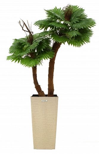 Palm Washingtonia Avassa cachepot Dekollete Cuno 46 Eco