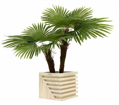 Washingtonia Karo planters Dekollete Stream 27