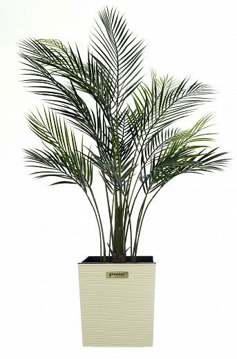 Date palm Kariba cachepot Dekollete Clasico 30