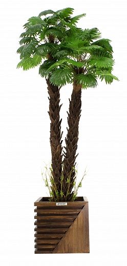 Palm Washingtonia malida cachepot Dekollete Stream 37