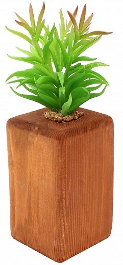 Camel thorn cactus Tekas cachepot Dekollete Wood 15