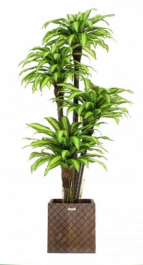 Dracaena Buscher Cachepot Dekollete Gurido 30 color