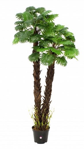 Palma Washingtonia Malida