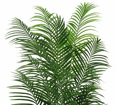 Date palm Carthage Cachepot Dekollete Cerso 46