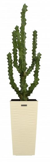 Cactus Ridge Cachepot Dekollete Kuno 46 available to order 1 piece