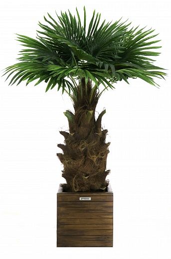 Washingtonia Hanan Cachepot Dekollete Roca Cube 40