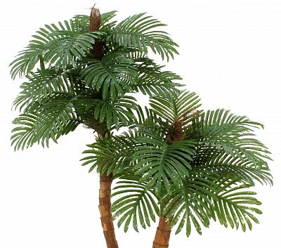 Amara date palm