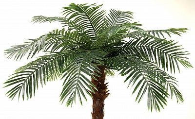 Bocaro date palm