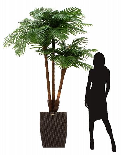 Date palm Tuli XL cachepot Dekollete Rattan Cube 39