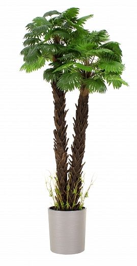 Palm Washingtonia malida cachepot Dekollete Clasico 30 Eco