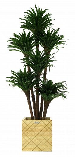 Dracaena david cachepot Dekollete Gurido 30