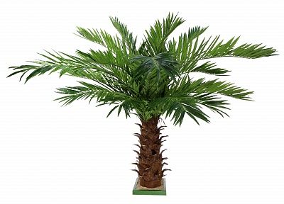 Date Palm Dover