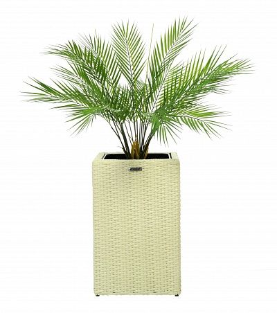 Palm Ayora Tres cachepot Dekollete Rattan Cube 50