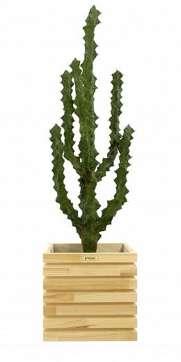 Cactus Ridge Cachepot Dekollete Bandas 30 color available to order 1 piece