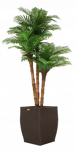 Date palm Atwood cachepot Dekollete Rattan Cube 32