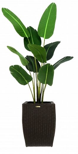 Banana Gammarth Cachepot Dekollete Rattan Cube 32