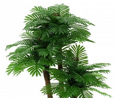 Date palm Cherry cachepot Dekollete Gurido 30