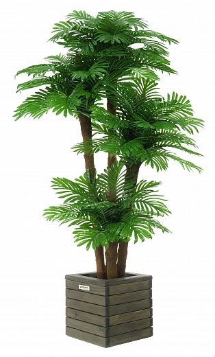 Date Palm Cherry Cachepot Dekollete Roca Cube 30