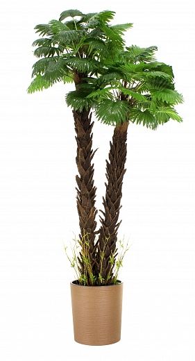 Palm Washingtonia malida cachepot Dekollete Clasico 30 Eco