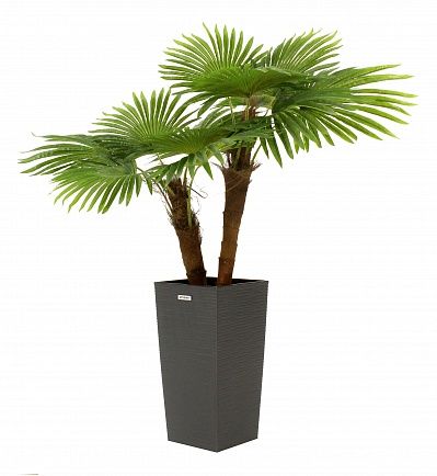 Washingtonia caro cachepot Dekollete Cubico 46