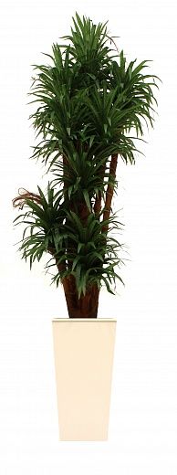 Dracaena Basu Cachepot Dekollete Kuno 46