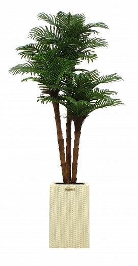 Date palm Atwood cachepot Dekollete Rattan Cube 50