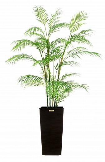 Date palm Elbay cachepot Dekollete Kuno 46