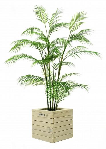 Date palm Elbay cachepot Dekollete Roca Cube 30