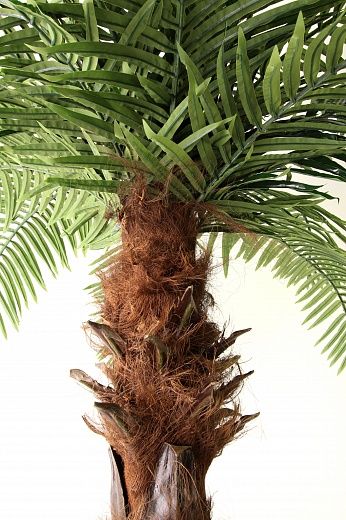 Bocaro date palm